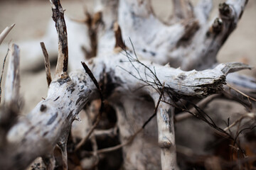 A fragment of dry wood thrown out by the sea