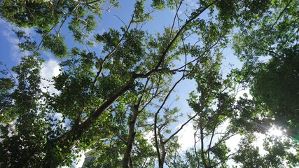 Fototapeta premium Tree crown in blue sky