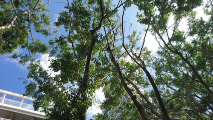 Tree crown in blue sky