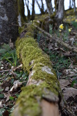 Forêt et jonquilles
