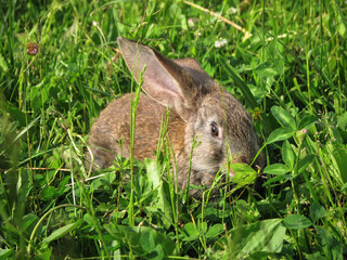 Beautiful decorative domestic rabbit on a meadow eats. A pet in the wild in the open air. Stock background for design