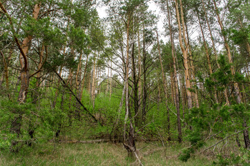 Fototapeta premium tree in the forest
