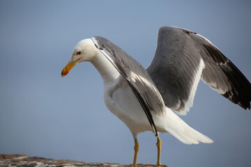 mediterranean seagulls