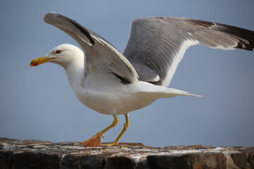 mediterranean seagulls