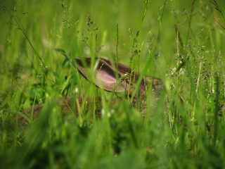 Beautiful decorative domestic rabbit on a meadow eats. A pet in the wild in the open air. Stock background for design