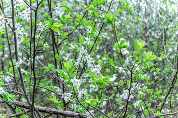 vegetation in the forest in summer