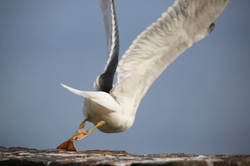 mediterranean seagulls