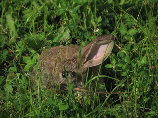 Beautiful decorative domestic rabbit on a meadow eats. A pet in the wild in the open air. Stock background for design