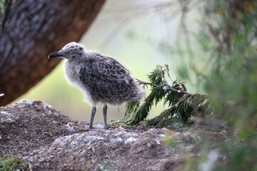 seagulls nest