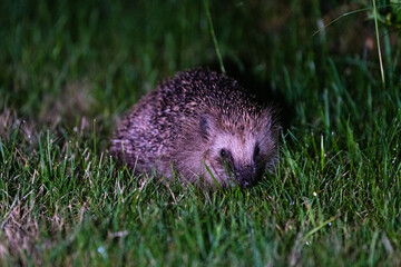Hedgehog on lawn at night