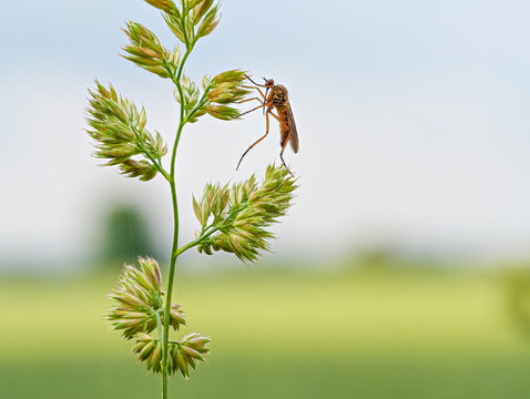 Helle Tanzfliege (Empis livida) h&auml;ngt an einem Wiesen Kn&auml;uelgras (Dactylis glomerata) vor hellem unscharfem Hintergrund