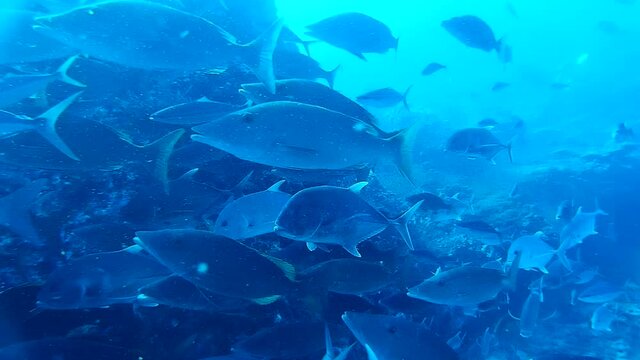 A massive school of Longnosed emperor and Giant trevally