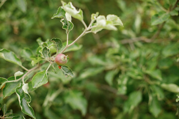 Fototapeta premium The germ of an Apple on a branch on a background of blurred Bush