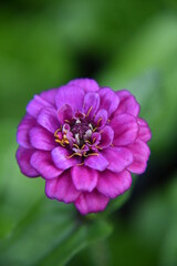 close up of a pink flower