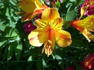 Yellow and orange color Peruvian lily flower