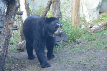 Spectacled bear (Tremarctos ornatus)