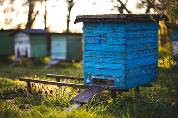beehive, bee, ul, honey © Zuzanna