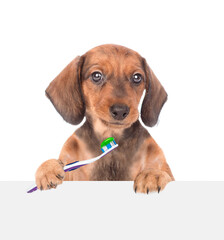 Dachshund puppy holds a toothbrush and looks  above empty white banner. isolated on white background