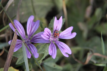 Wilde Malve mit Feuerwanze