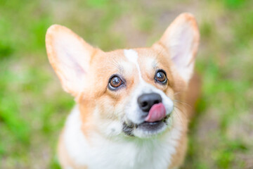 Hungry Pembroke welsh corgi puppy looking at camera and licks lips