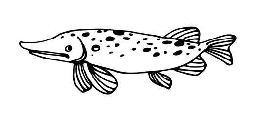 freshwater spotted pike, commercial fish, river predator, delicious food, vector illustration with black contour lines isolated on white background in doodle & hand drawn style