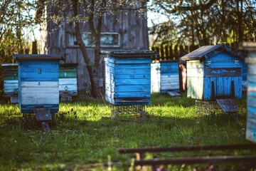 beehive, bee, ul, honey © Zuzanna