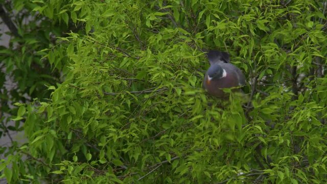 alone pidgin in a tree, green nature beautiful animal - zoom shot