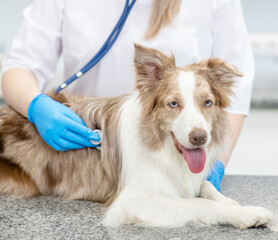Border collie dog being examined by a veterinarian