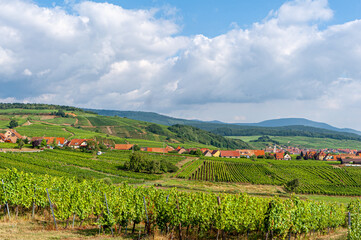 Fototapeta na wymiar Alsatian vineyard and village on the wine route