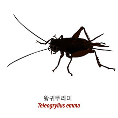 Teleogryllus emma