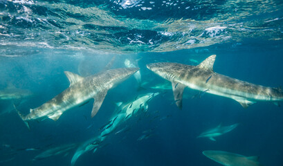 Bronze whaler sharks and common dolphins competing to feed on a sardine bait ball during the sardine run,  Wild Coast, Indian Ocean, South Africa.