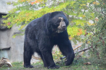 Spectacled bear (Tremarctos ornatus)