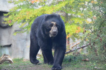 Spectacled bear (Tremarctos ornatus)