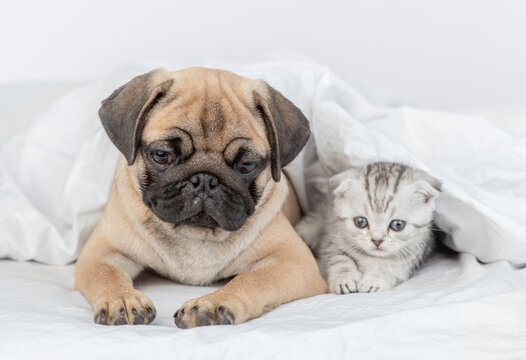 Pug puppy and baby kitten lie together under a warm blanket on a bed at home
