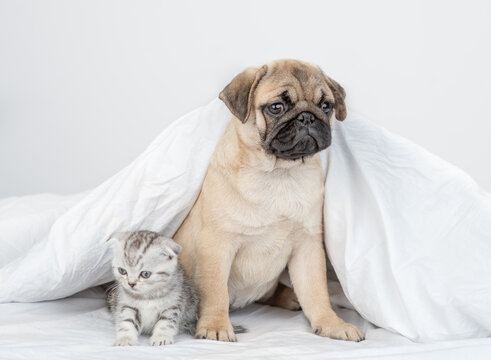 Portrait of a Pug puppy and baby kitten sitting together under a warm blanket on a bed at home