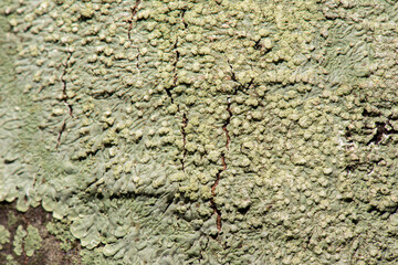 Detailed closeup macro photo of wood