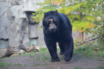 Spectacled bear (Tremarctos ornatus)