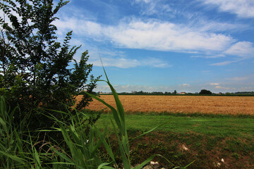 Campo di grano maturo in pianura sotto il cielo azzurro intenso in una giornata di inizio estate