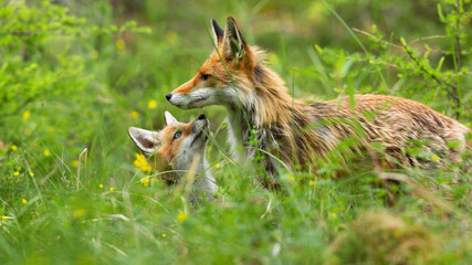 Lovely red fox, vulpes vulpes, cub hiding below mother and sniffing with little nose in forest. Young animal in protection of adult on meadow with tall green grass.