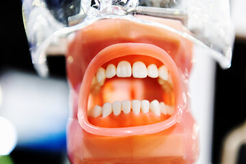 Fototapeta na wymiar Jaw with teeth and rubber mouth. Simulator for a young dentist. Close-up
