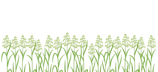 Obraz premium Oat plant green field. Horizontal banner. Avena sativa. Cereal grain. Place for text. Copy space. Harvest agricultural. Vector background.