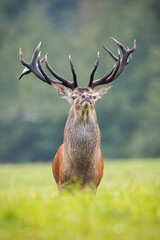 Proud red deer, cervus elaphus, stag looking into camera from front view in vertical composition. Impressive wild animal with massive antlers watching in autumn nature. Mammal with brown fur on meadow