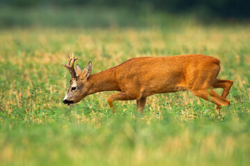 Naklejka na ściany i meble Roe deer, capreolus capreolus, buck walking with head down and sniffing for scent in rutting season. Wild male animal with orange fur and big antlers going on a stubble field in summer.