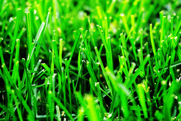 Fototapeta na wymiar Green grass. Freshly mowed lawn. Close-up