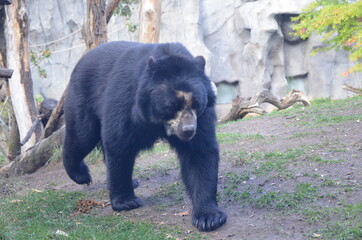 Fototapeta na wymiar Spectacled bear (Tremarctos ornatus)
