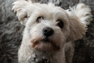 Portrait of white funny dog.