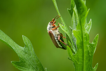 A Maybug sitting on a green plant