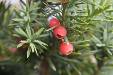 Eibenfrucht - Taxus baccata