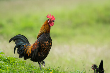 A rooster standing on a meadow outside on a farm
