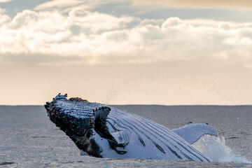 Humpback whale breaching at sunrise, east coast of South Africa. © wildestanimal